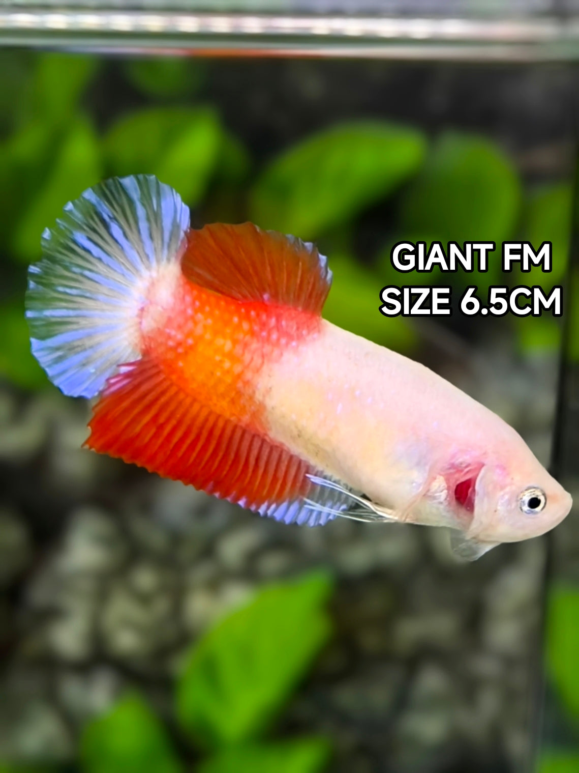 RARE Tancho Koi JUMBO GIANT HMPK Betta Fish Female