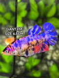 Multicolor Candy JUMBO GIANT HMPK Betta Fish Female