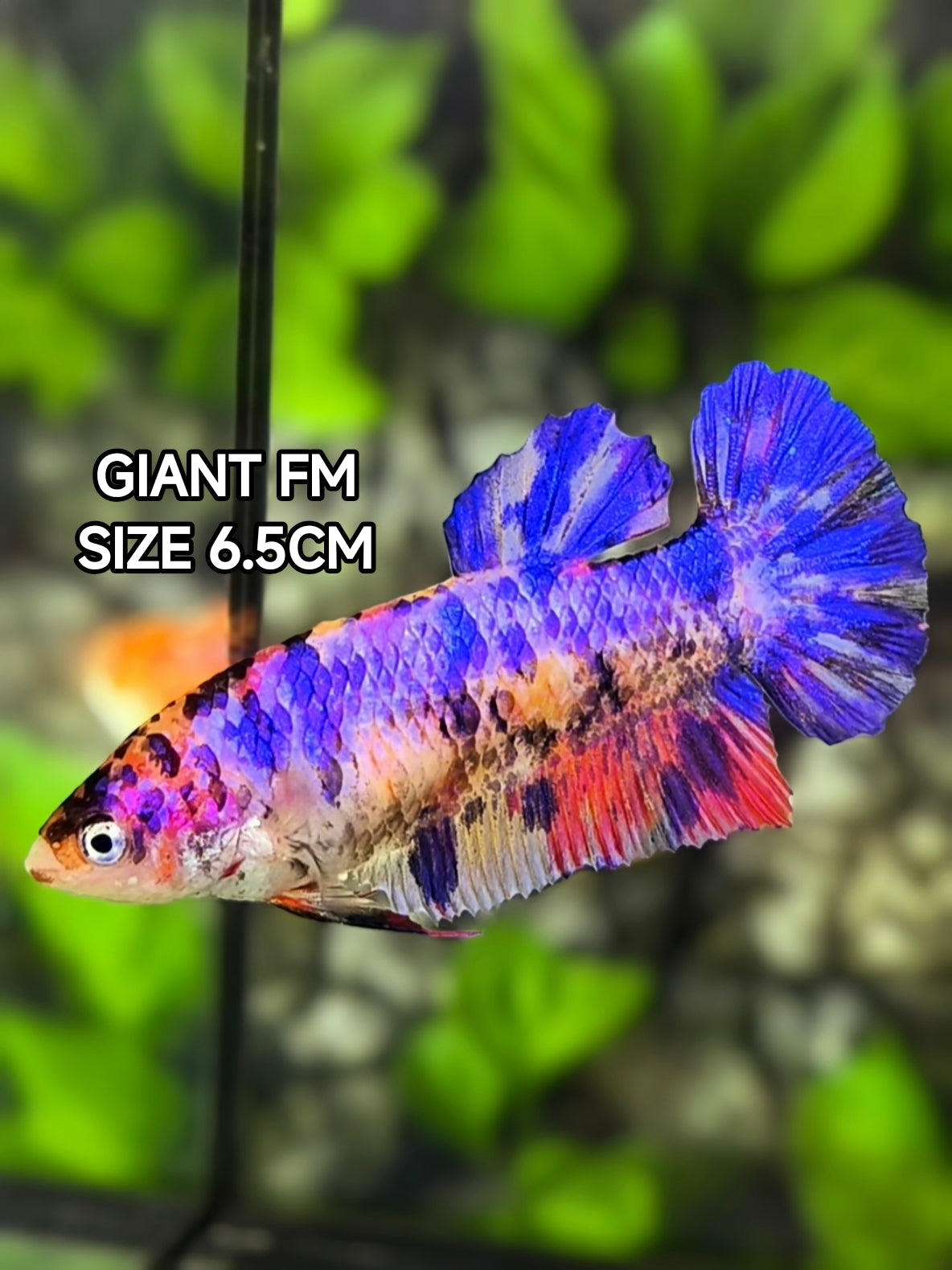 Multicolor Candy JUMBO GIANT HMPK Betta Fish Female