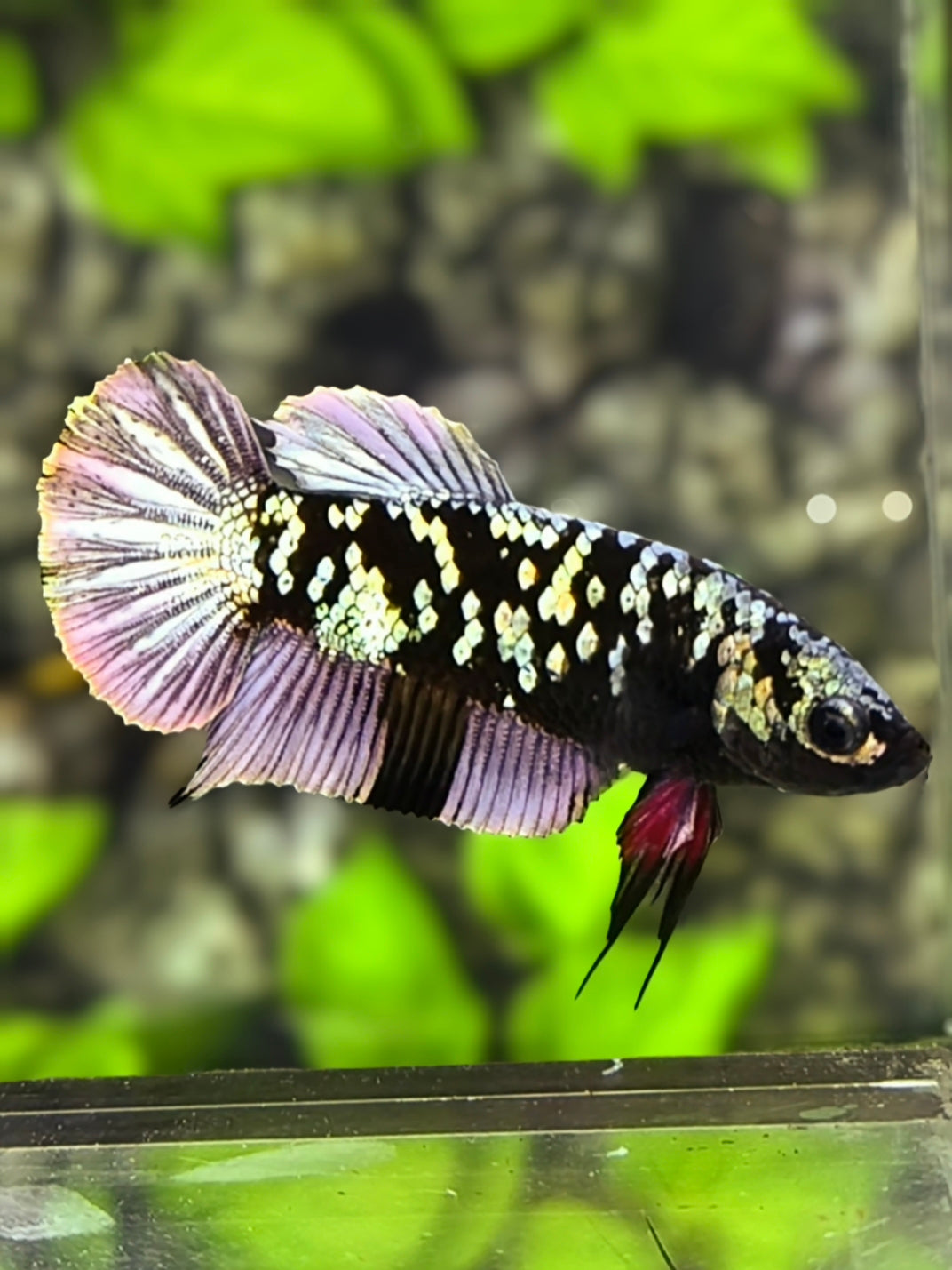 Avatar Copper Purple HMPK Betta Fish Female For Sorority / Breed