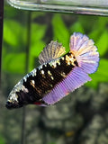 Avatar Copper Purple Gold HMPK Betta Fish Female For Sorority / Breed