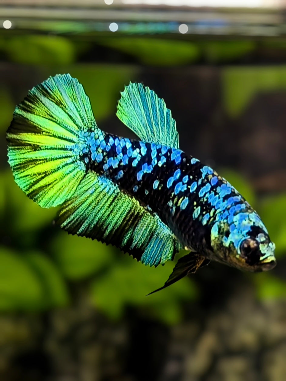 Avatar Blackstar Green Halfmoon Betta Fish Female For Sorority / Breed