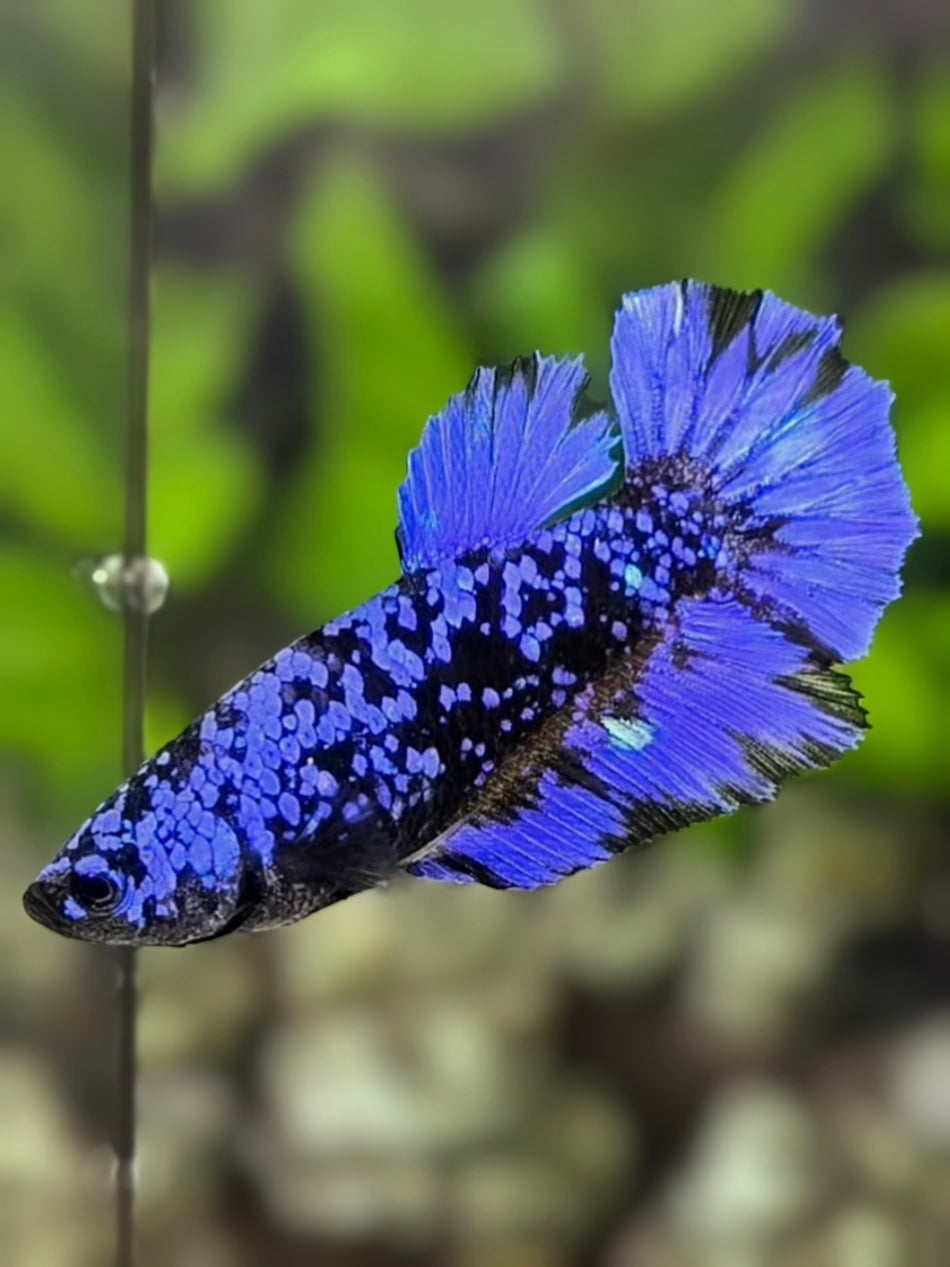 Avatar Blackstar Purple Halfmoon Betta Fish Female For Sorority / Breed