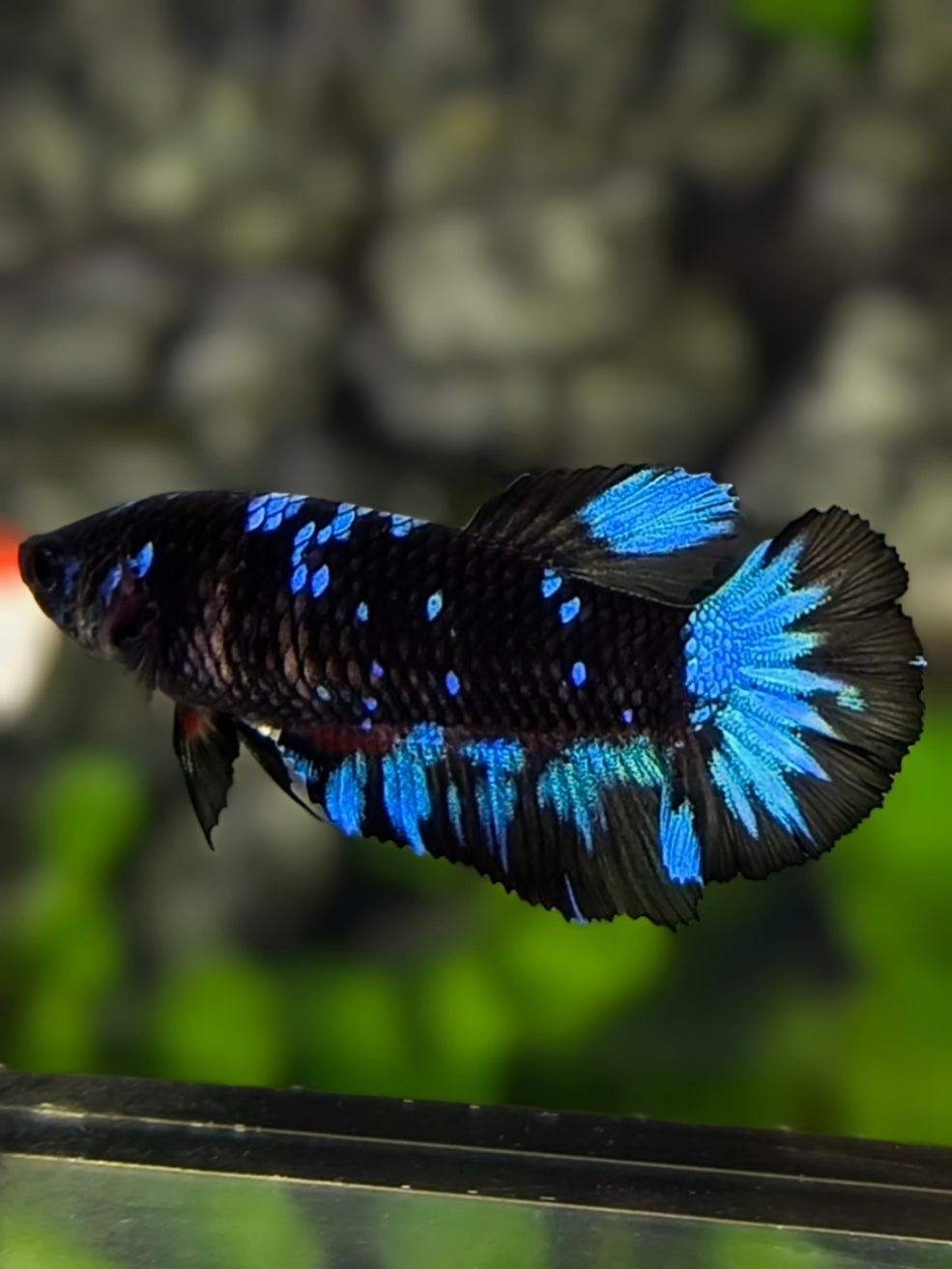Avatar Blackstar Turquoise Halfmoon Betta Fish Female For Sorority / Breed