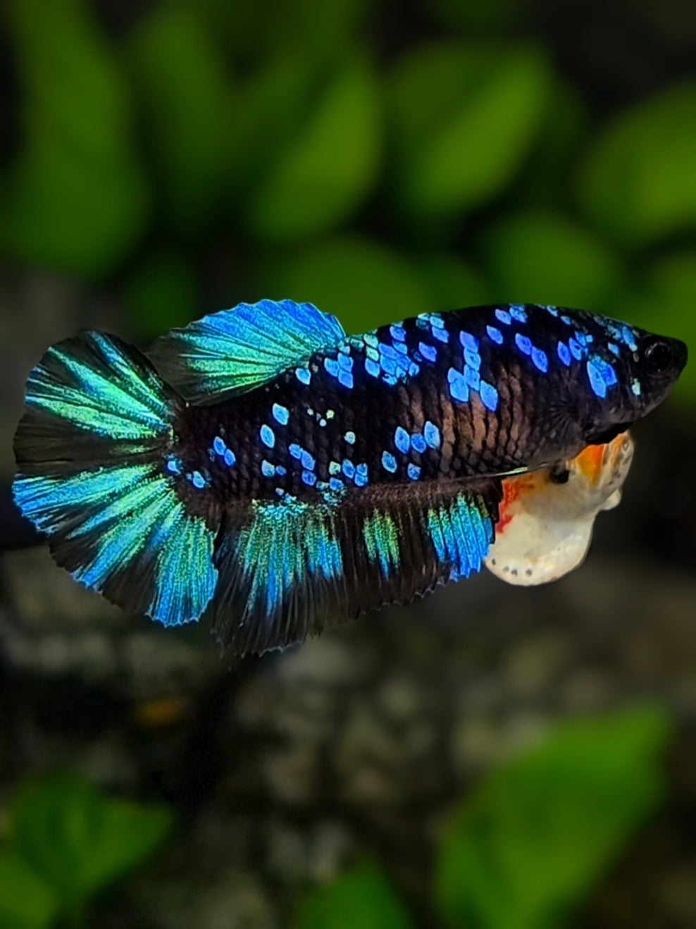 Avatar Blackstar Turquoise Halfmoon Betta Fish Female For Sorority / Breed