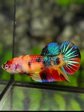 Multicolor Metalic HMPK Betta Fish Female For Sorority / Breed