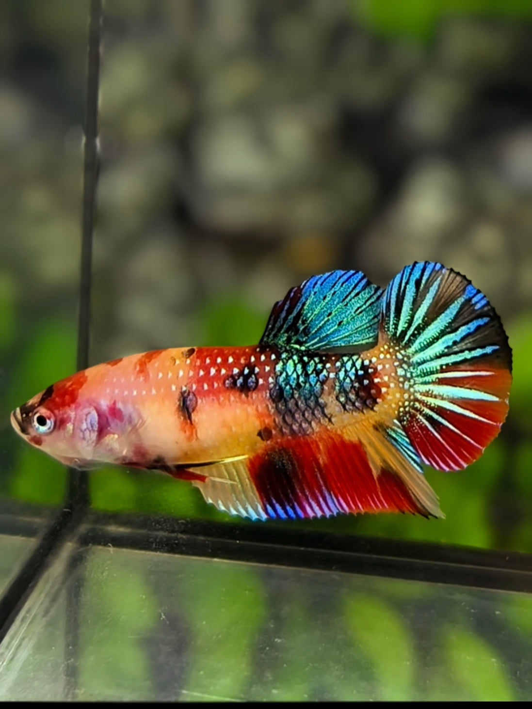 Multicolor Metalic HMPK Betta Fish Female For Sorority / Breed