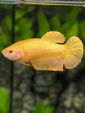 Solid Super Gold 24K HMPK Betta Fish Female For Sorority / Breed