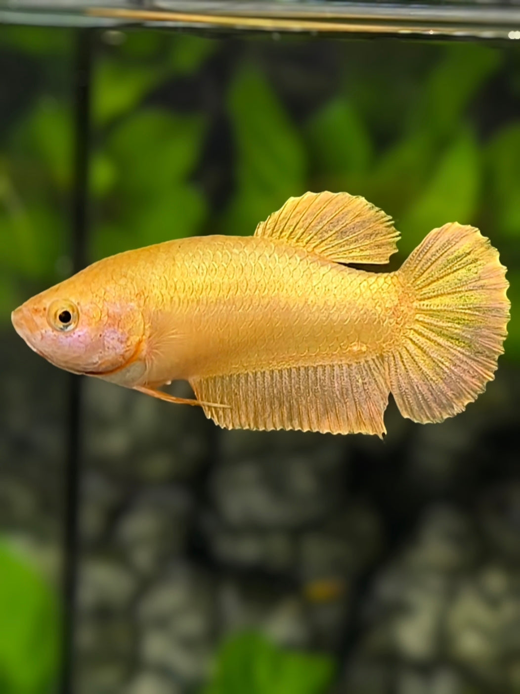 Solid Super Gold 24K HMPK Betta Fish Female For Sorority / Breed