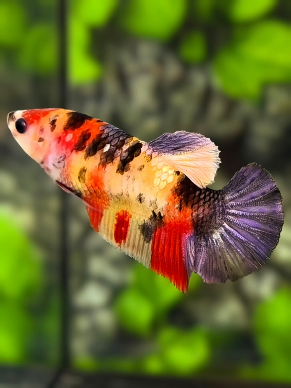 Nemo Copper Purple Galaxy HMPK Betta Fish Female For Sorority / Breed #RKC