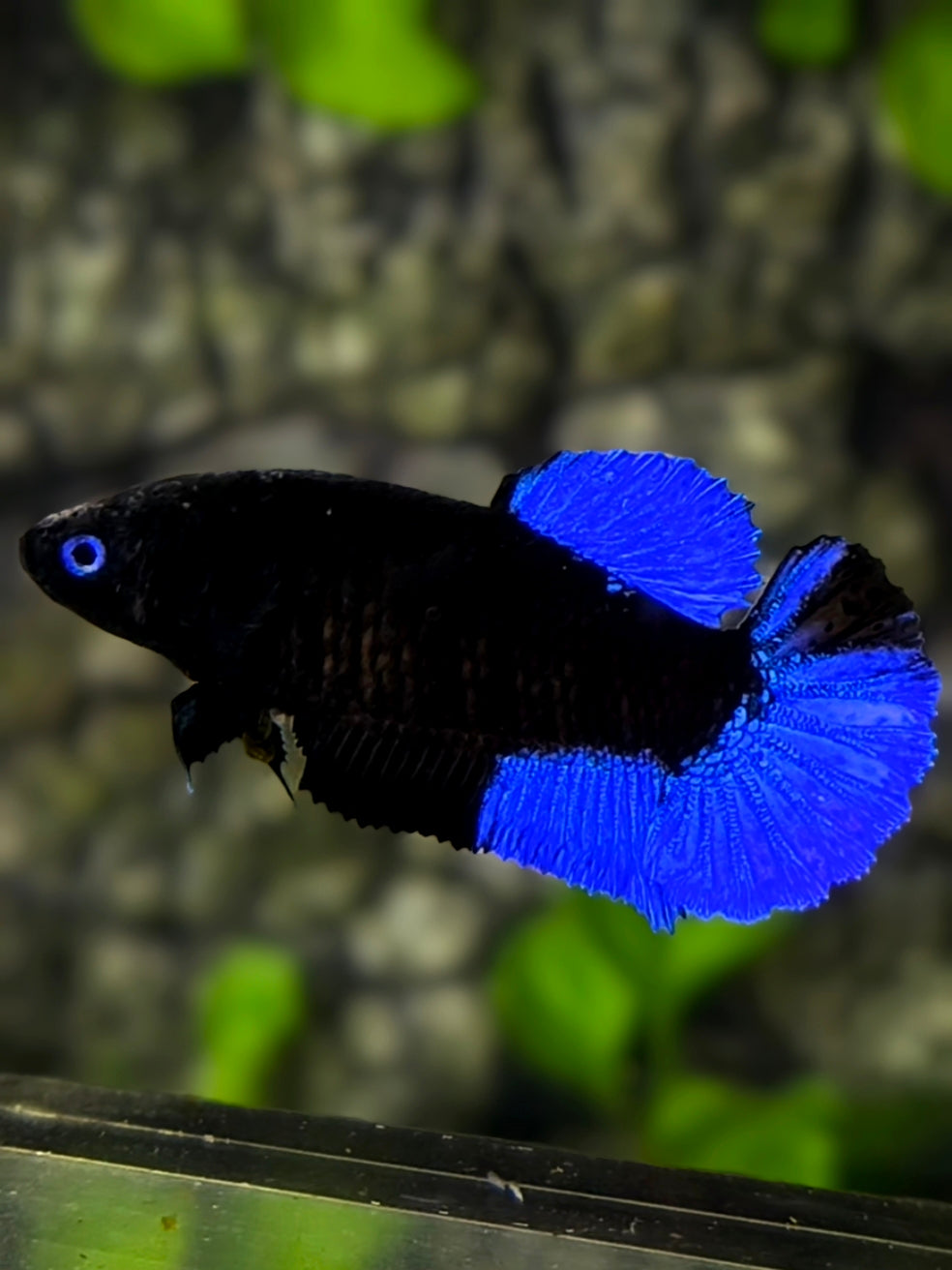 Blue Eyes Blue Black Light HMPK Betta Fish Female For Sorority / Breed