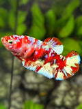 Red Barongsai Gold HMPK Betta Fish Female For Sorority / Breed