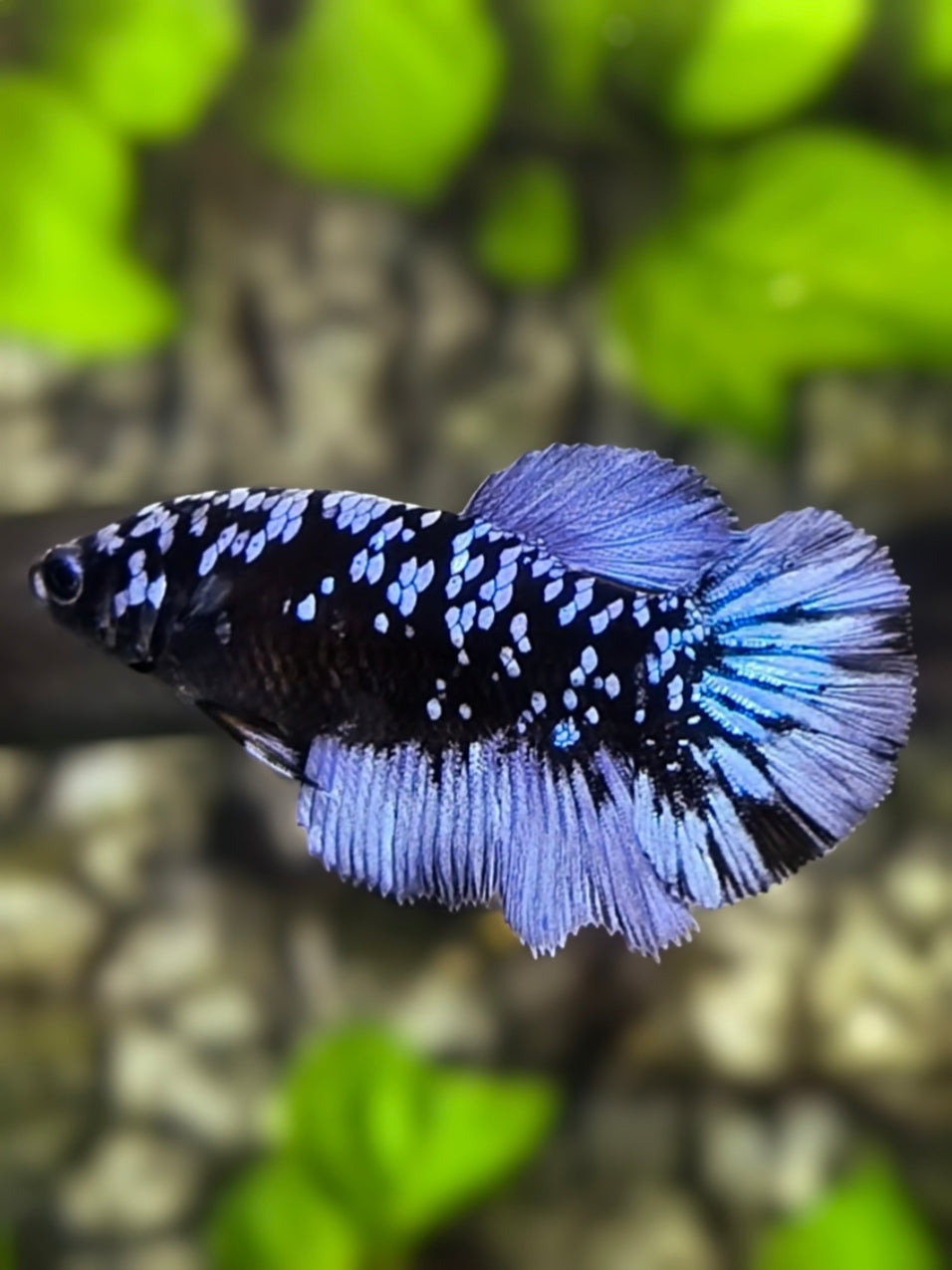 Avatar Blackstar Grey Halfmoon Betta Fish Female For Sorority / Breed