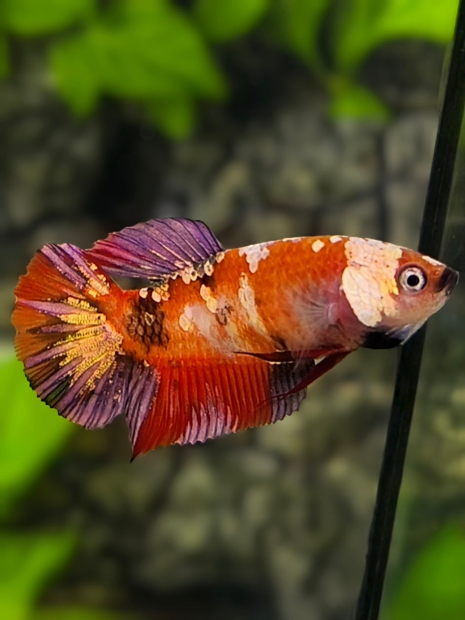 Red Koi Copper Purple Gold HMPK Betta Fish Female For Sorority / Breed #RKC