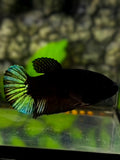 Green Tail Black Light HMPK Betta Fish Female For Sorority / Breed