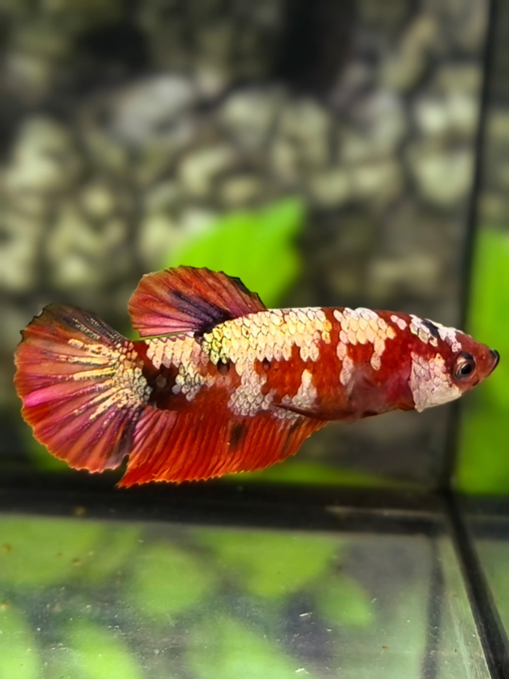 Red Koi Cooper Galaxy HMPK Betta Fish Female For Sorority / Breed #RKC
