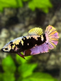 Avatar Blackstar Copper Purple Gold HMPK Betta Fish Female For Sorority / Breed