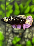 Avatar Blackstar Copper Purple Gold HMPK Betta Fish Female For Sorority / Breed