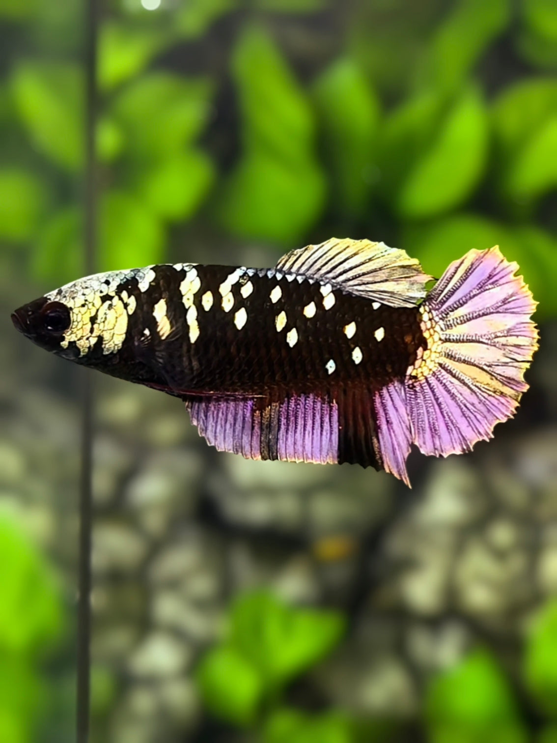 Avatar Blackstar Copper Purple Gold HMPK Betta Fish Female For Sorority / Breed