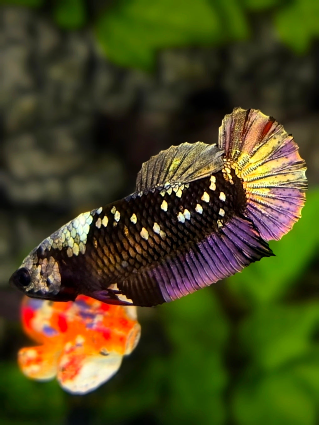 Avatar Blackstar Copper Purple Gold HMPK Betta Fish Female For Sorority / Breed