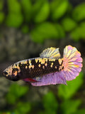 Avatar Blackstar Copper Purple Gold HMPK Betta Fish Female For Sorority / Breed