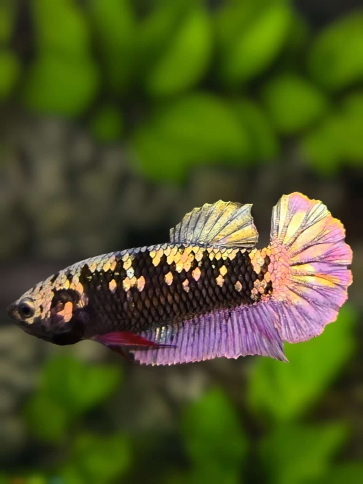 Avatar Blackstar Copper Purple Gold HMPK Betta Fish Female For Sorority / Breed