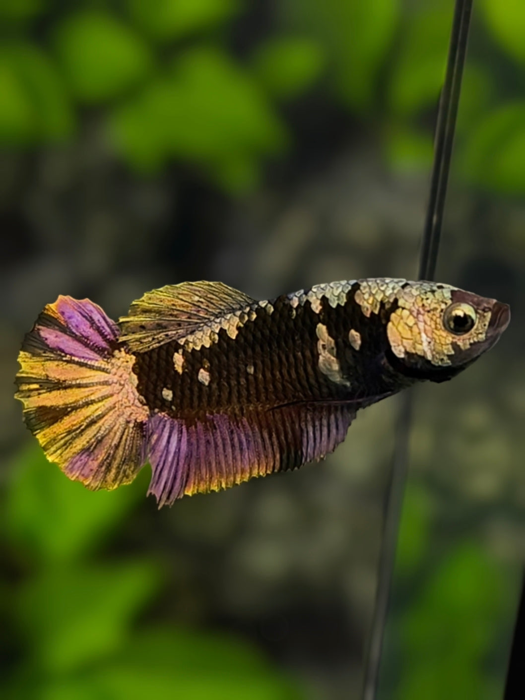 Avatar Blackstar Copper Purple Gold HMPK Betta Fish Female For Sorority / Breed