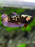 Avatar Blackstar Copper Purple Gold HMPK Betta Fish Female For Sorority / Breed