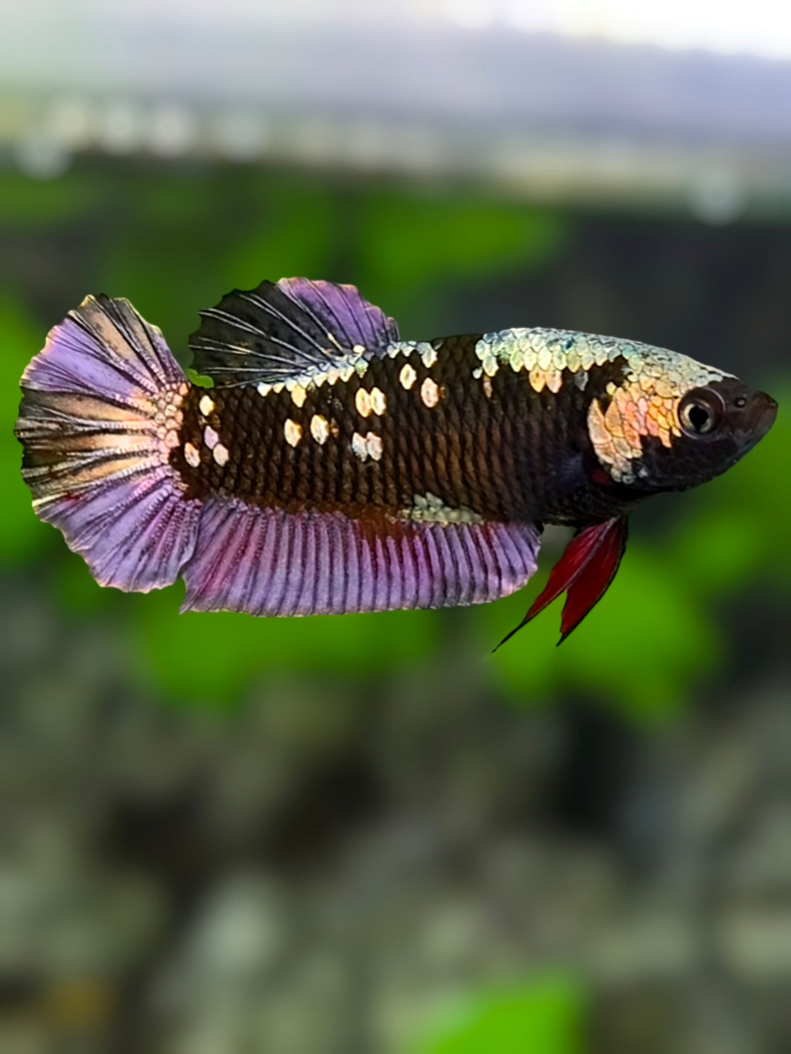 Avatar Blackstar Copper Purple Gold HMPK Betta Fish Female For Sorority / Breed