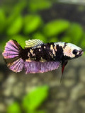 Avatar Blackstar Copper Purple HMPK Betta Fish Female For Sorority / Breed