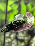 Avatar Blackstar Copper HMPK Betta Fish Female For Sorority / Breed