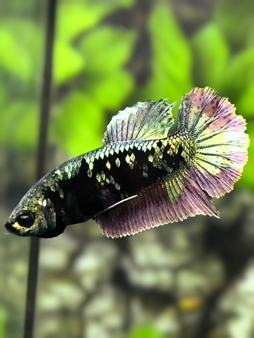 Avatar Blackstar Copper HMPK Betta Fish Female For Sorority / Breed