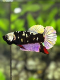 Avatar Blackstar Copper Purple Gold HMPK Betta Fish Female For Sorority / Breed