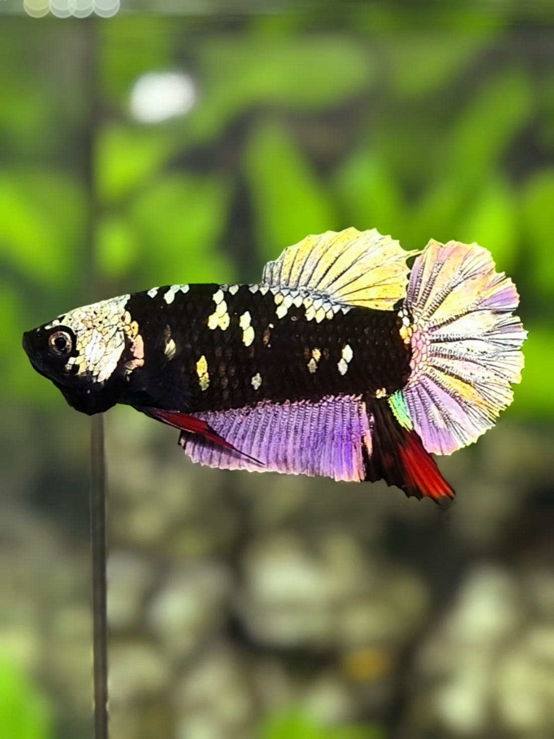 Avatar Blackstar Copper Purple Gold HMPK Betta Fish Female For Sorority / Breed