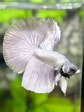 Solid Copper Silver Halfmoon Betta Fish Male