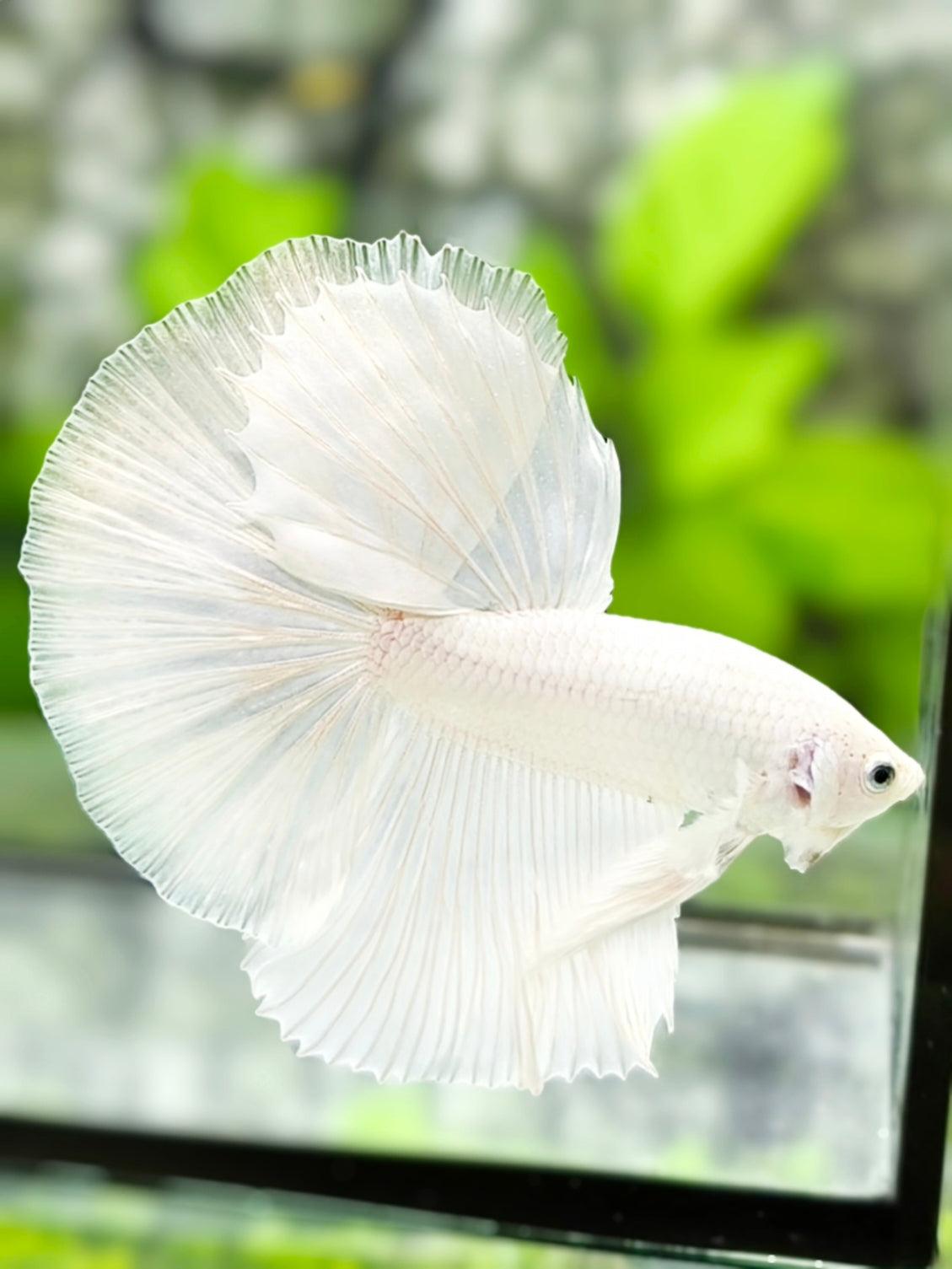 Solid Platinum White Halfmoon Betta Fish Male