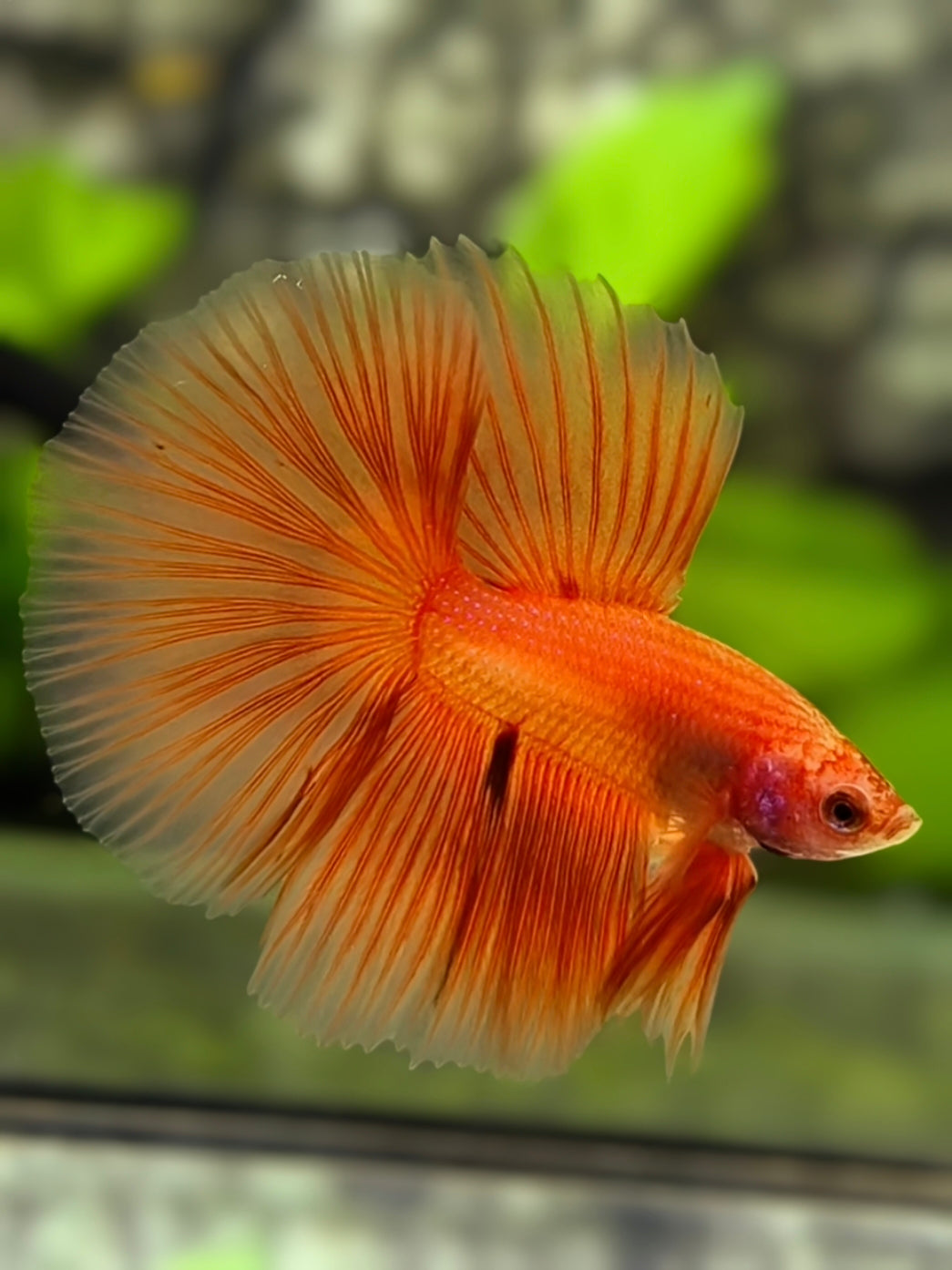 Solid Orange Halfmoon Betta Fish Male