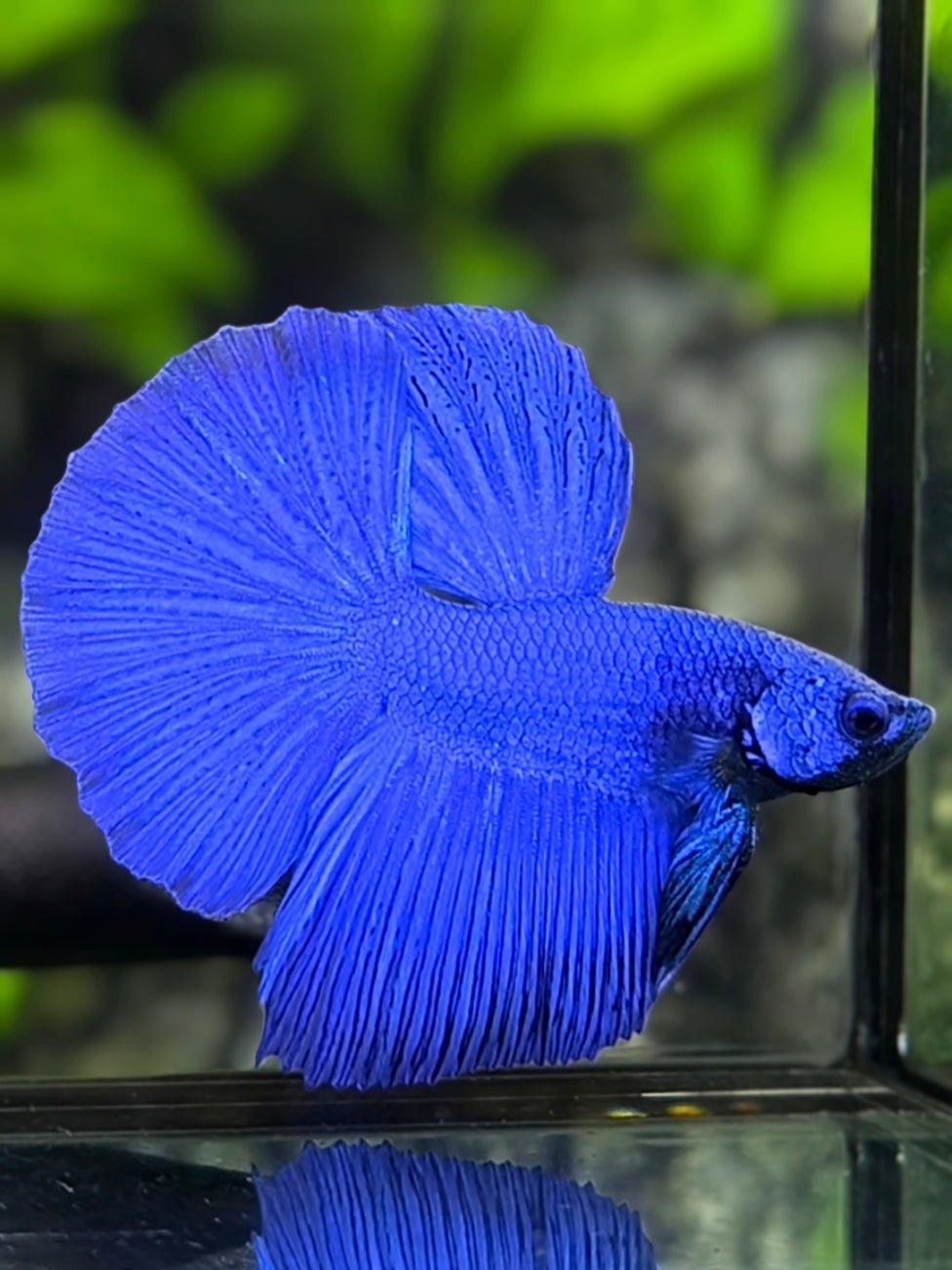 Solid Super Blue Full Mask Halfmoon Betta Fish Male