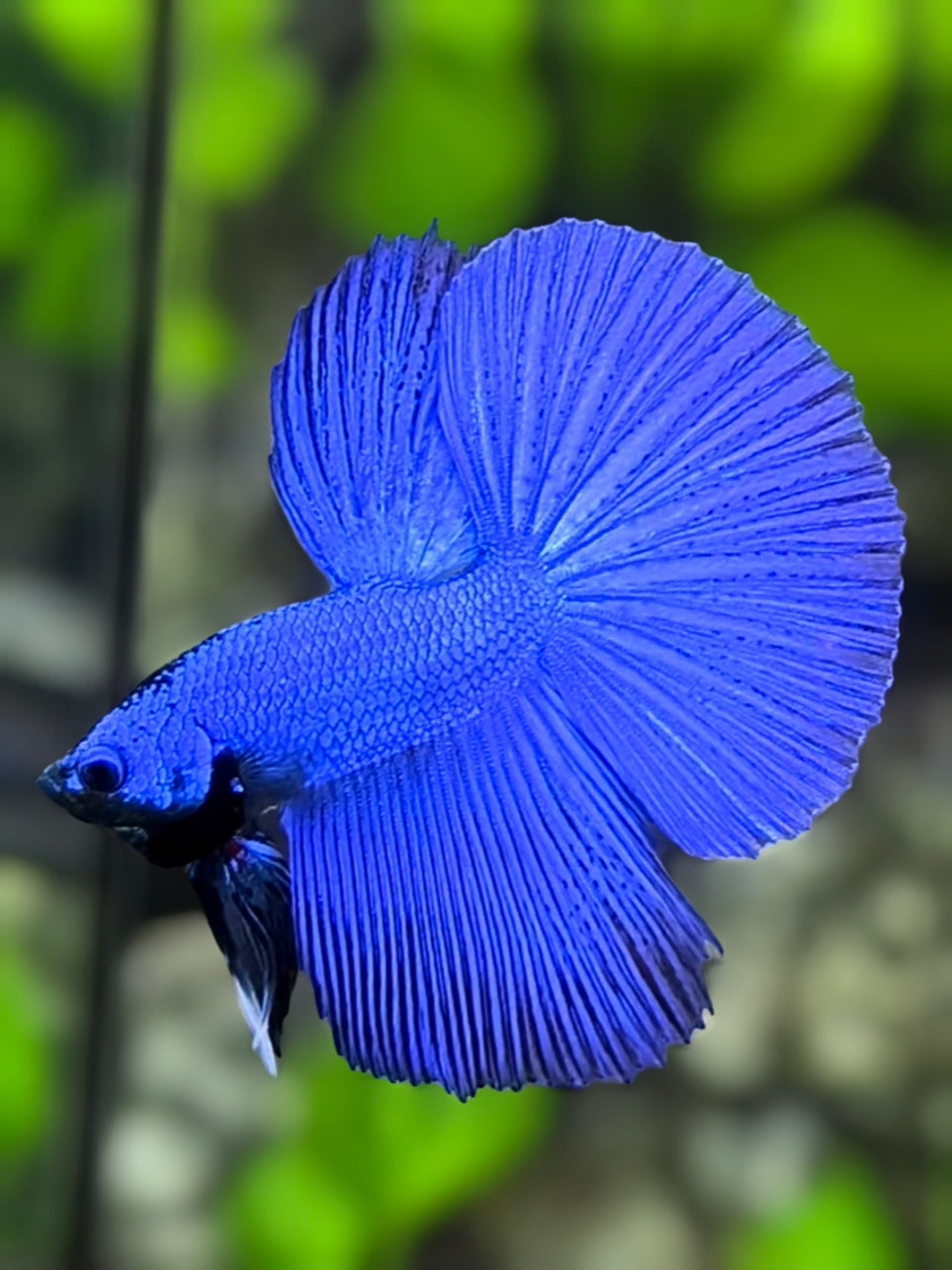 Solid Super Blue Halfmoon Betta Fish Male