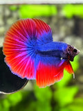 Mascot Blue Red Butterfly Halfmoon Betta Fish Male