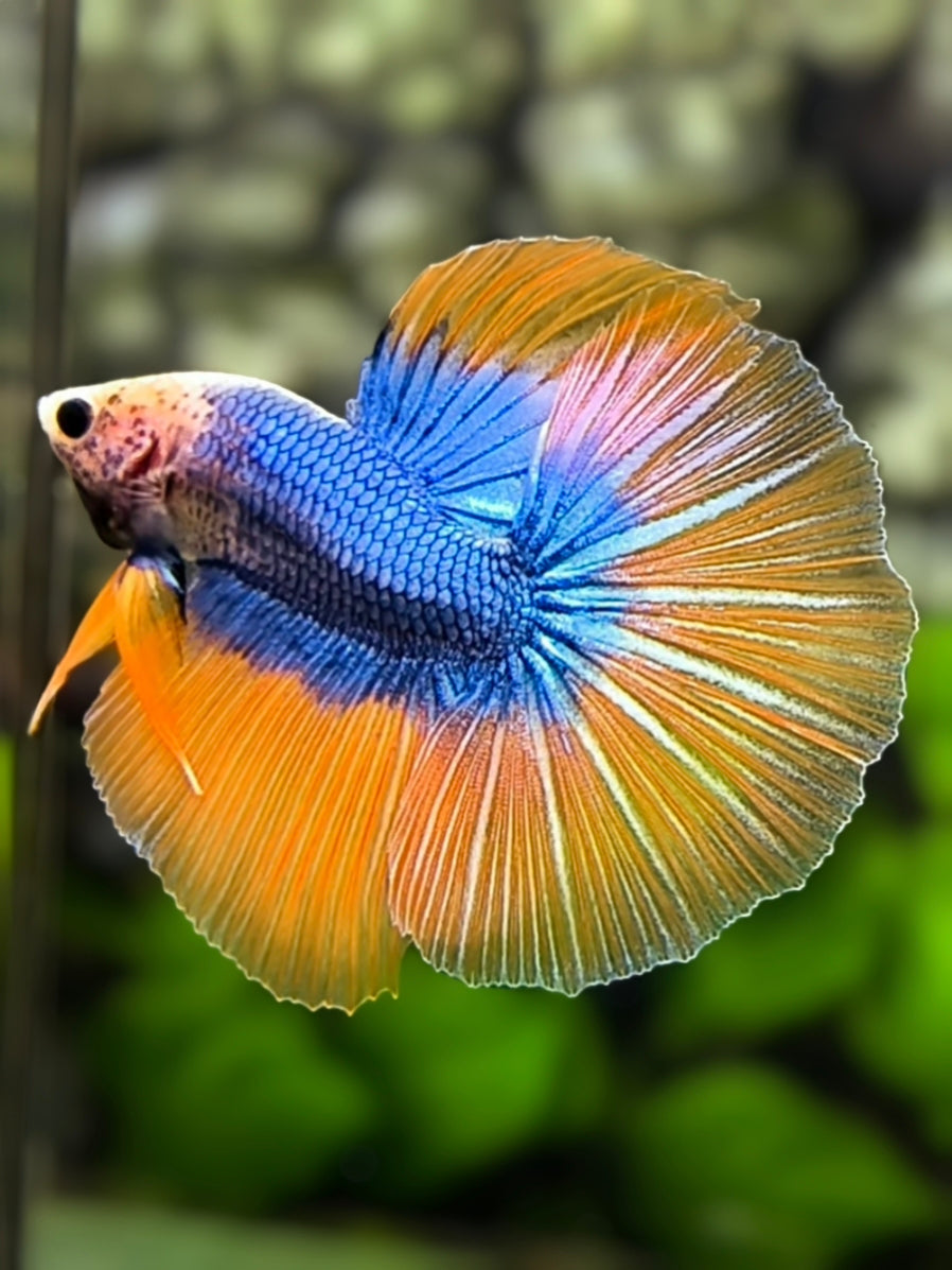 Mascot Orange Blue Butterfly Over Halfmoon Betta Fish Male
