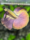 Solid Copper Purple Gold Halfmoon Betta Fish Male
