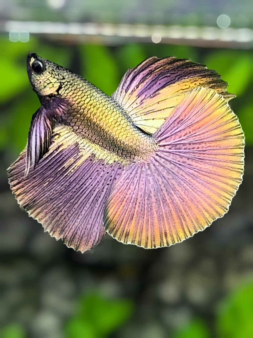 Solid Copper Purple Gold Halfmoon Betta Fish Male