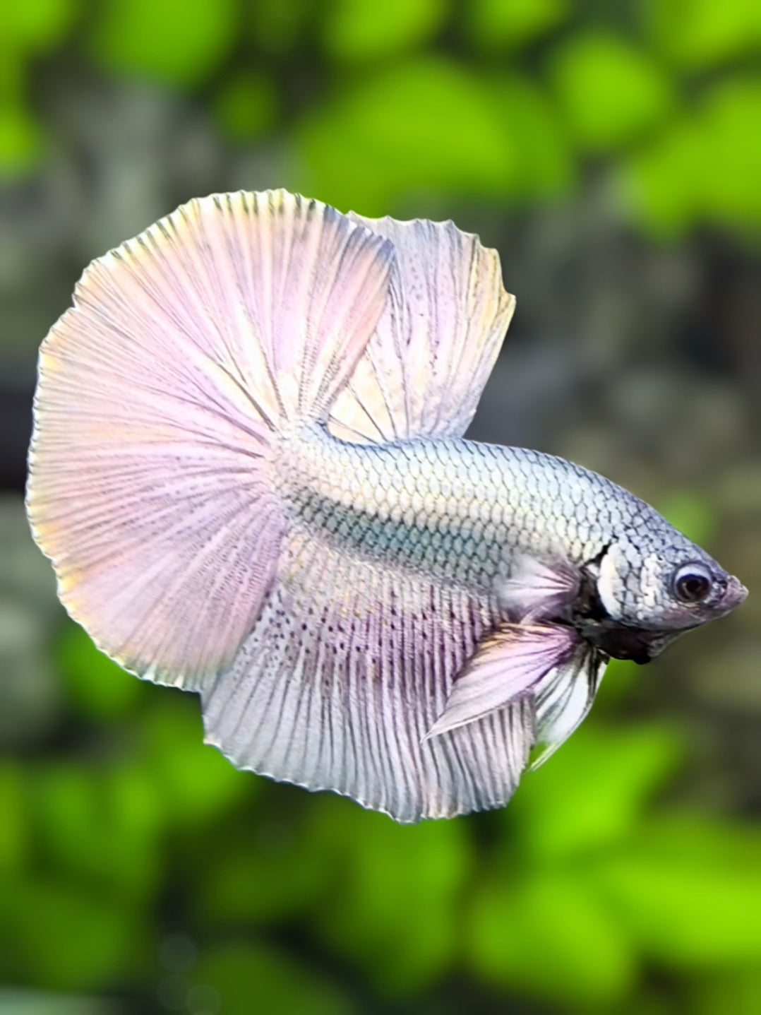 Solid Copper Silver Halfmoon Betta Fish Male