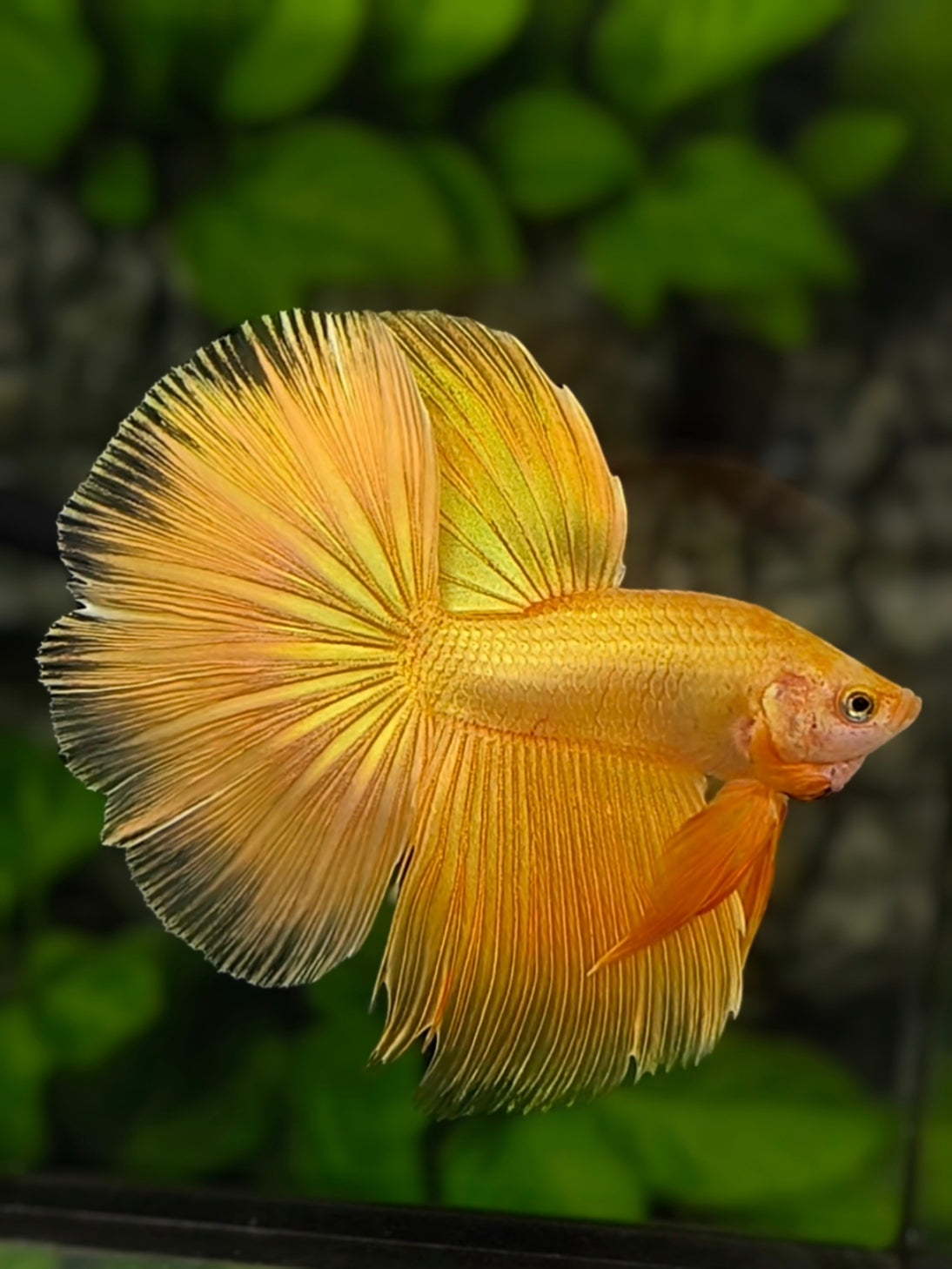 Solid Super Gold 24K Halfmoon Betta Fish Male
