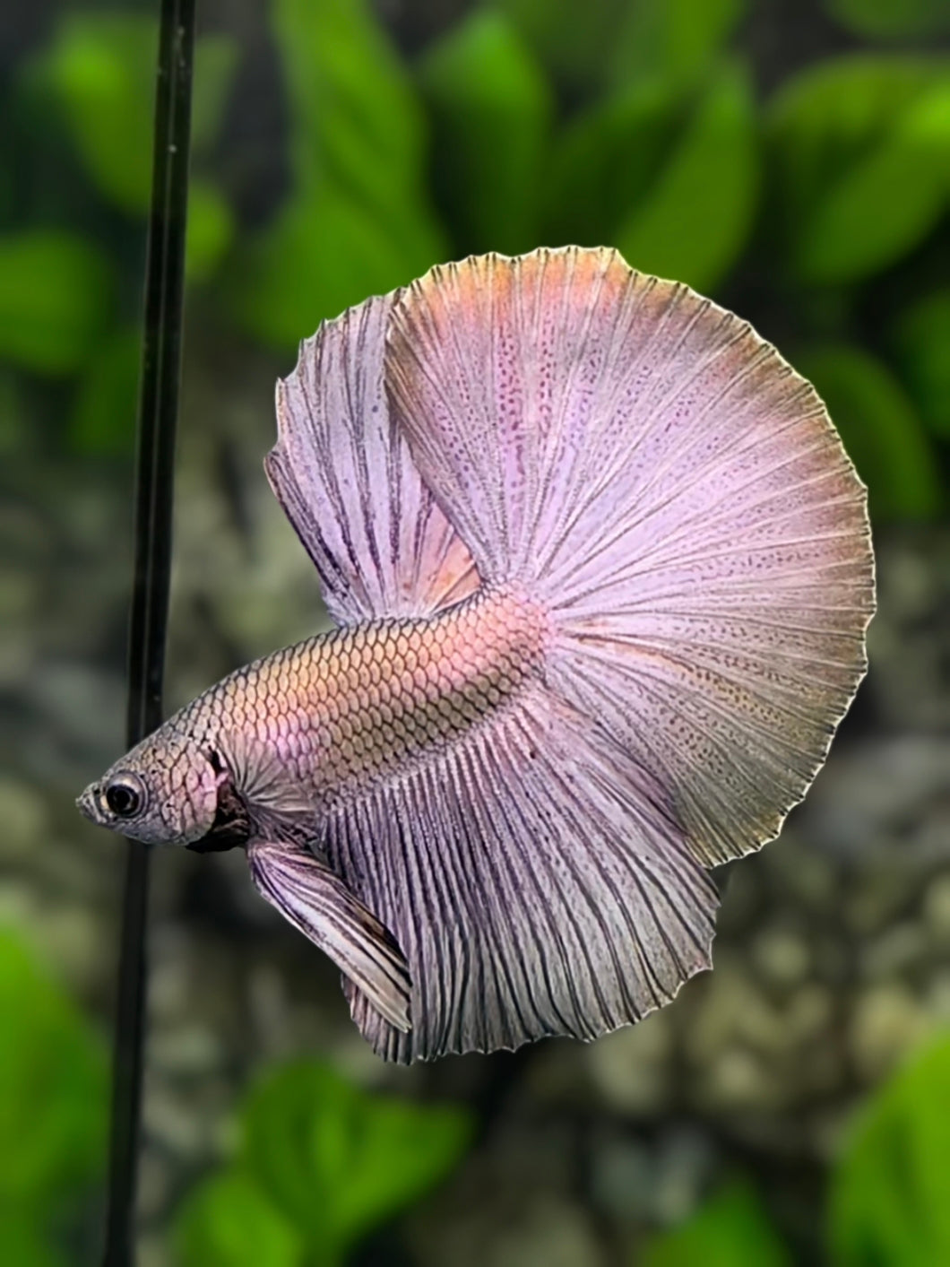 Solid Copper Purple Gold Halfmoon Betta Fish Male