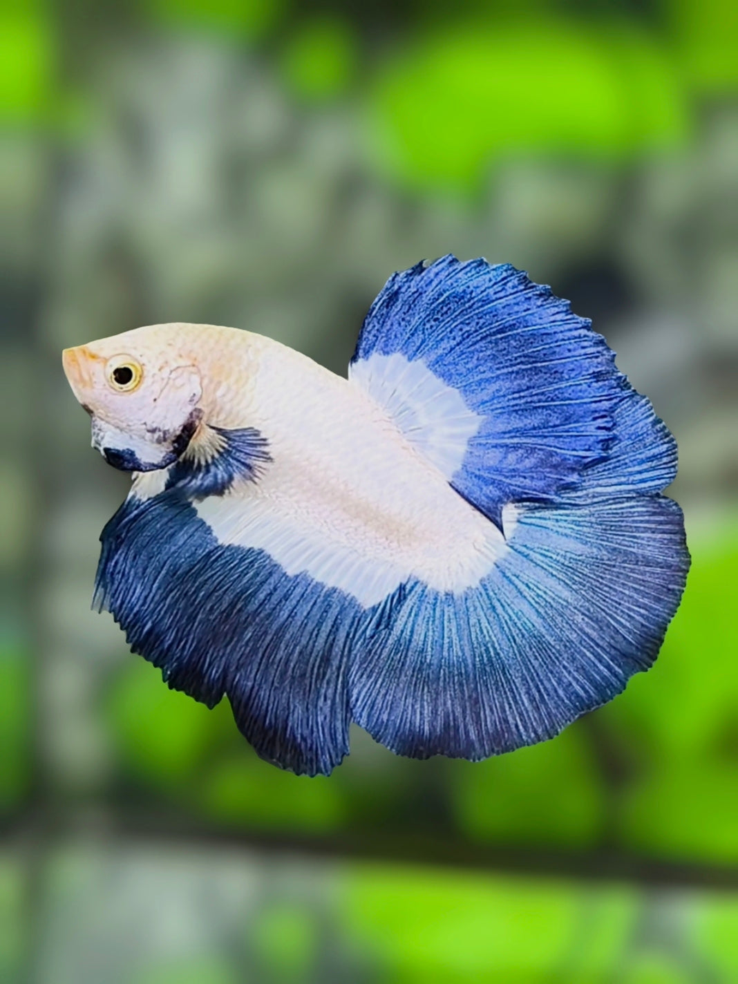Blue Rim Butterfly Halfmoon Betta Fish Male
