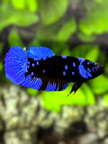 Blue Eyes Avatar Blackstar Blue HMPK Betta Fish Female For Sorority / Breed