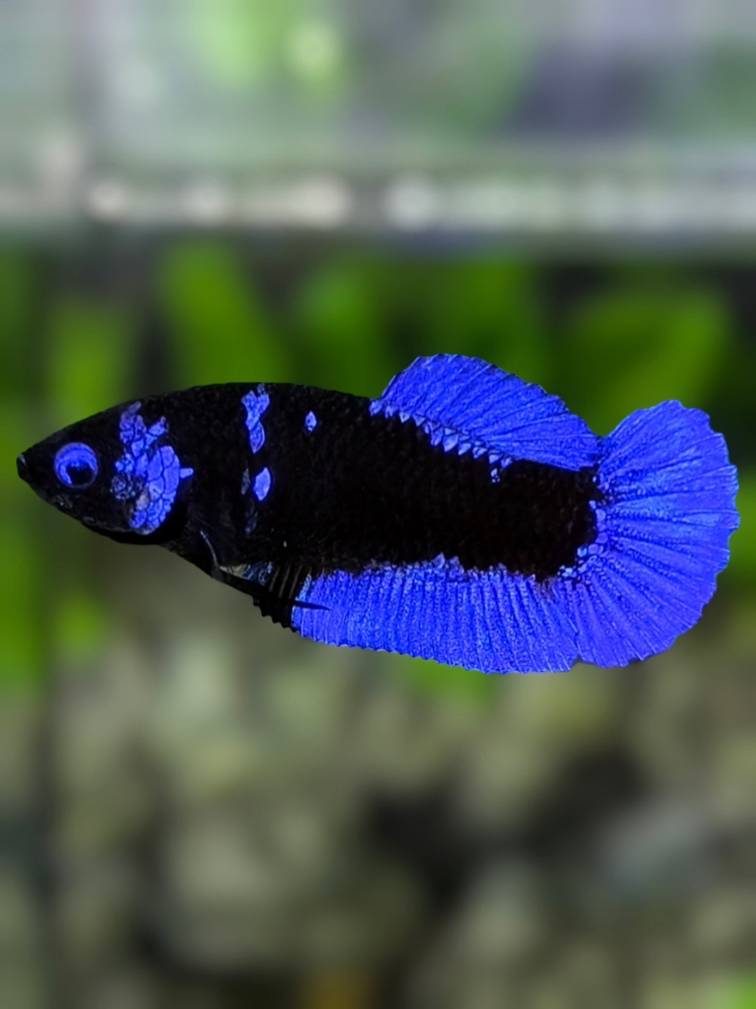 Blue Eyes Avatar Blackstar Blue HMPK Betta Fish Female For Sorority / Breed