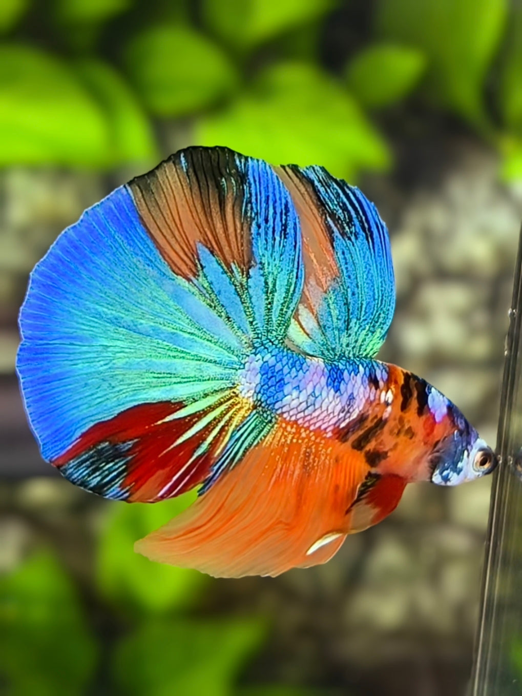 Black Lips Multicolor Galaxy Halfmoon Betta Fish Male